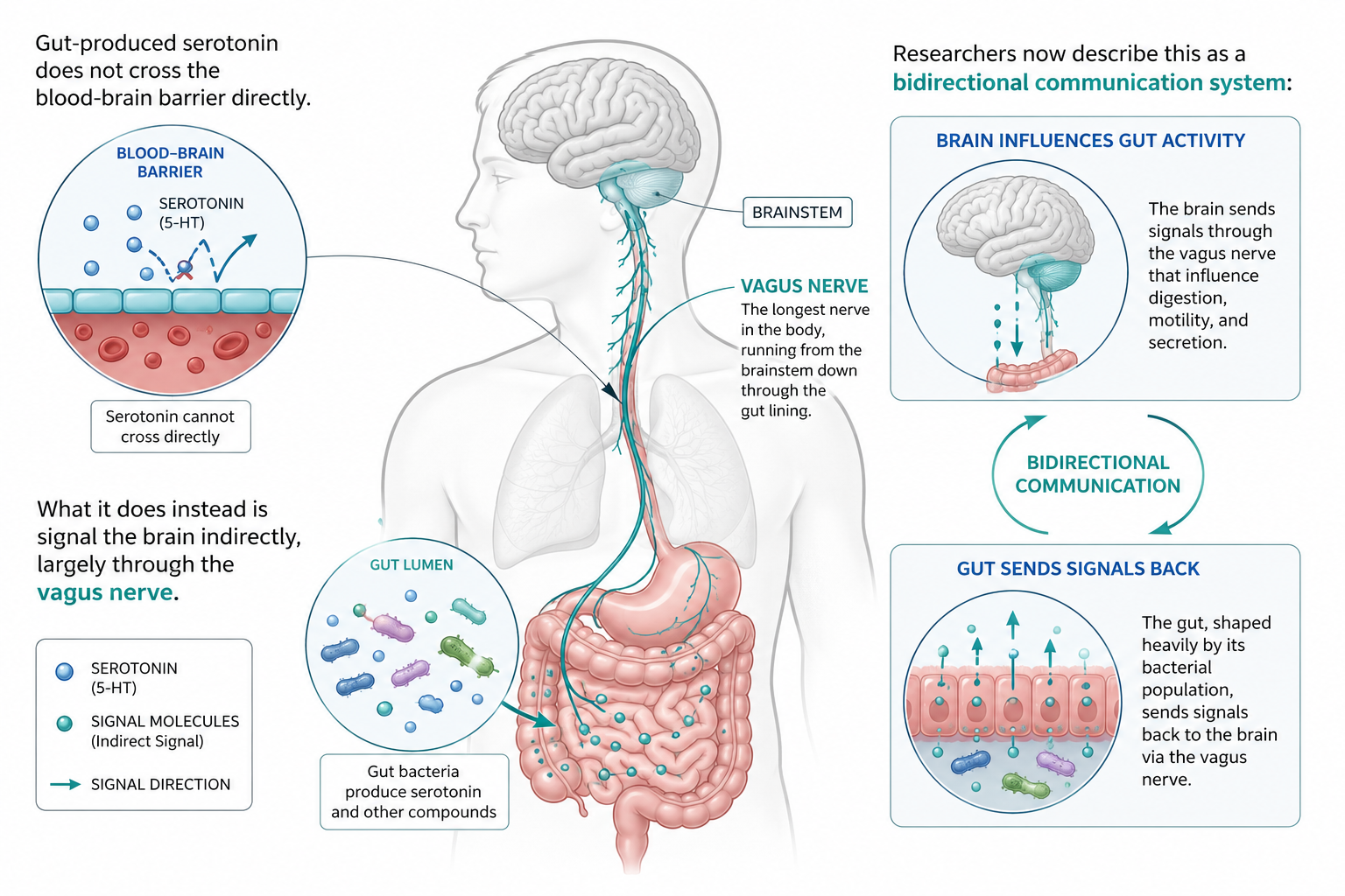 Diagram of the gut-brain axis: gut-produced serotonin cannot cross the blood-brain barrier directly, and instead signals the brain indirectly via the vagus nerve, which runs from the brainstem down through the gut lining, forming a bidirectional communication system.